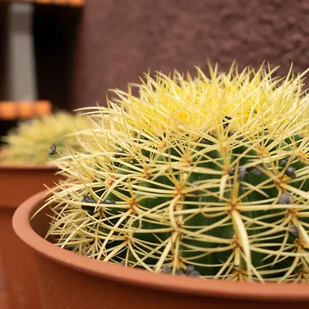 度假居 Casa Paca - Your Private Oasis In Lanzarote - Paradise By The Sea 普拉亚布兰卡